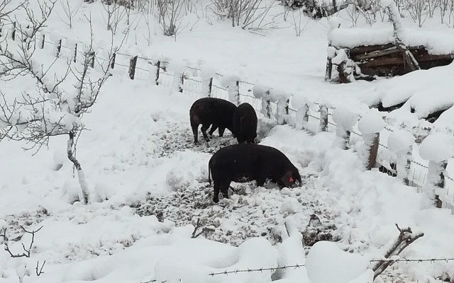 “Moravke” se vraćaju u naša sela