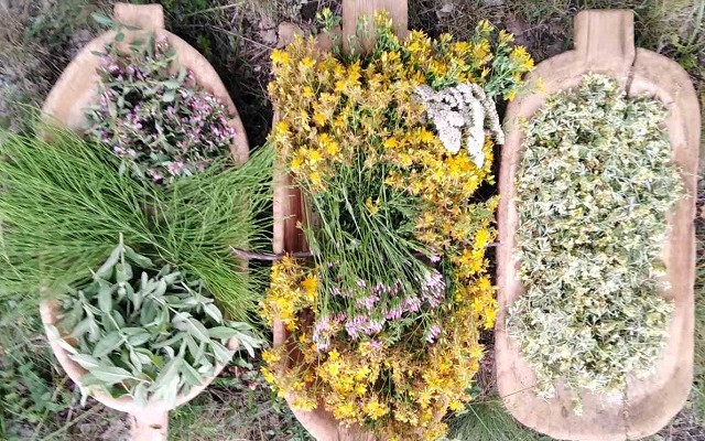 Blago narodne medicine