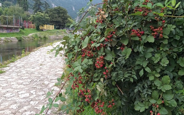 Kupine na obali Đetinje
