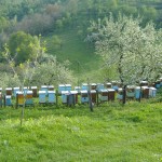 DSCF0451