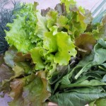 zelena salata 2
