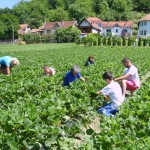 jagodnjak porodice radoljuba Rakica