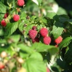 raspberries-4-1093490-m