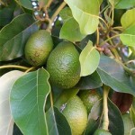 Avokado 2