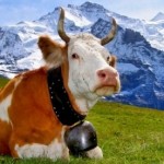 Svajcarska krava