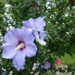 marshmallows-1344448