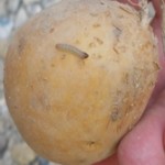moljac jedan