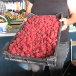maline anketa