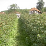 sirogojno 1