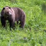Grizzly bear, Grizzlies