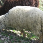 ovca-jedan