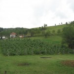 sirogojno