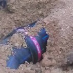ova