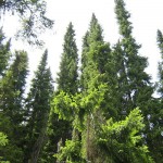 panciceva-omorika-miodrag-petrovic