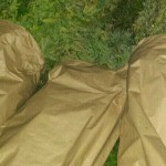 marihuana