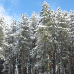 Zlatibor sneg drvece