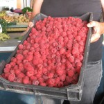 Maline 1