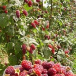 Maline 2
