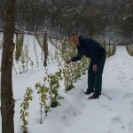 Maline sneg andrija radulović