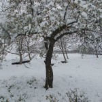 Maline sneg stradale jabuke