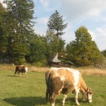 krave na tari