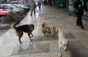 Tender za usluge hvatanja pasa lutalica do 19. marta