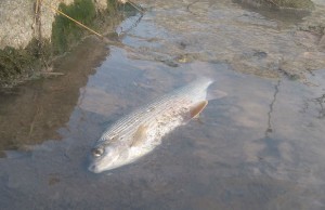 Pomor ribe u Skrapežu