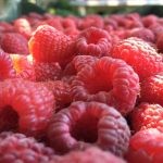 Maline 4