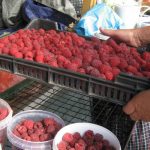 Maline 6