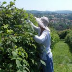 Maline 8
