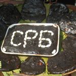 Zestival 7