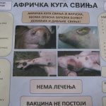 kuga svinja