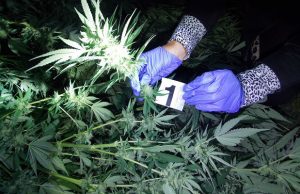 Uhapšen zbog uzgajanja marihuane