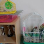 Nada Matic zoo 2