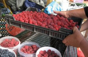 Malina preko 400 dinara