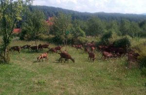 Priznanje užičkoj reprezentaciji
