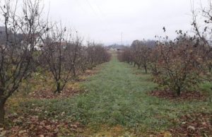 Podizanje zasada leske