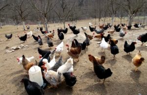 Užičani osvojili sertifikate organske proizvodnje