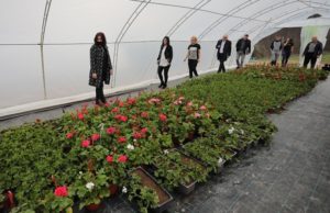 Bespovratna sredstva za razvoj plasteničke proizvodnje