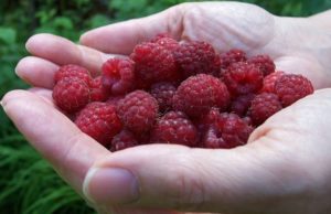 Leposavić: Niska cena maline je prošlost