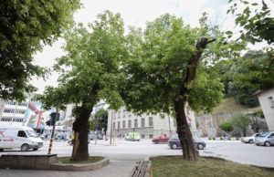 Zbog izgradnje kružnog toka uklanjanje dva stabla na Cvetnom trgu