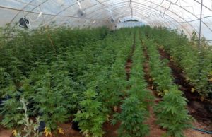 Hapšenje zbog 1.500 stabljika indijske konoplje