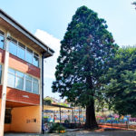Sekvoja