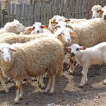 ponikovica