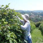 berac malina 640×400