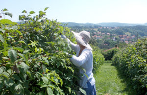 Nije berač malina hirurg