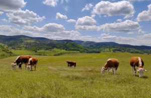 Raspisan javni poziv za podsticaje za premiju osiguranja u poljoprivredi za 2025. godinu