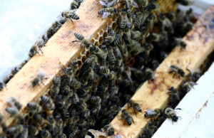 Raspisan konkurs za subvencije pčelarima
