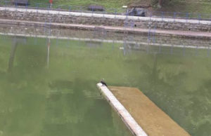 Kormorani na Đetinji