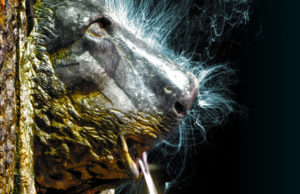 „Žestival“ štiti i slavi duh Užica